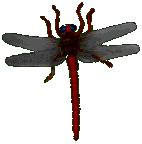 dragonfly.gif (16880 octets)