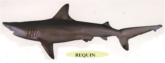 requin.jpg (57596 octets)